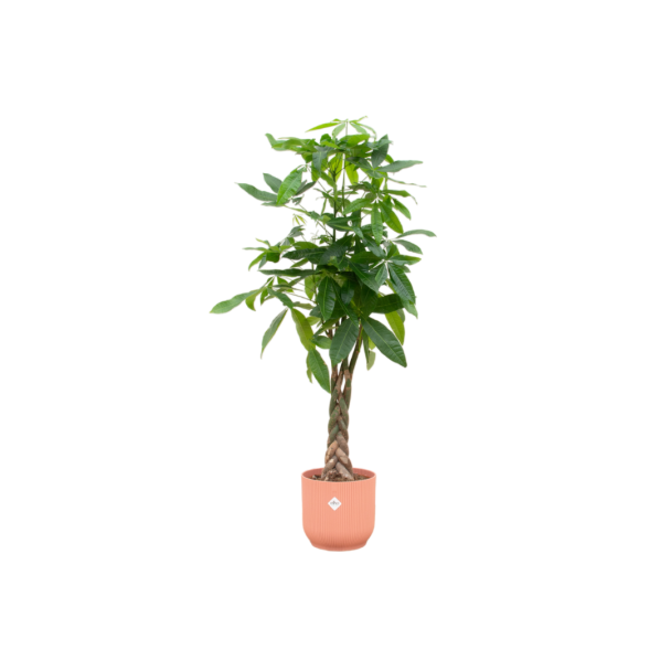 pachira-aquatica-met-vibes-fold-round-roze