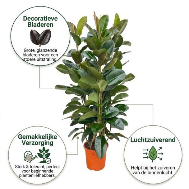 Rubberboom voordelen