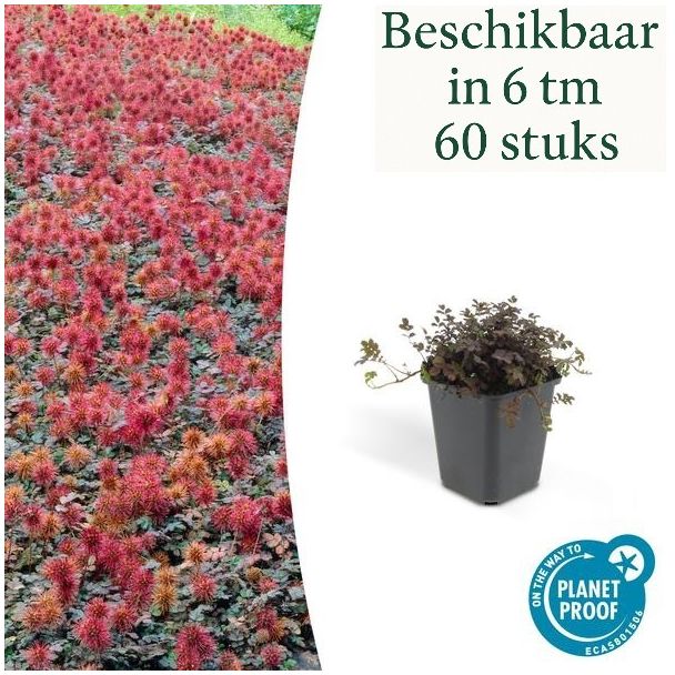 6 tot 60 Stuks Stekelnoot, Laagblijvende Bodembedekker, Bronskleurig Blad, Koperkleurige Stekelnootjes,  Acaena microphylla  Kupferteppich  - ↕10-25cm - Ø9cm