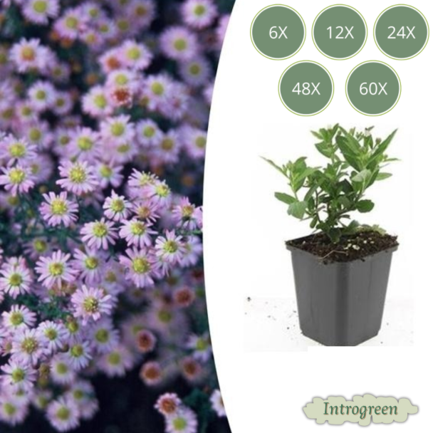 Langbloeiende Herfstaster | Aster ageratoides 'Stardust' ↕10–25 cm – Ø9cm