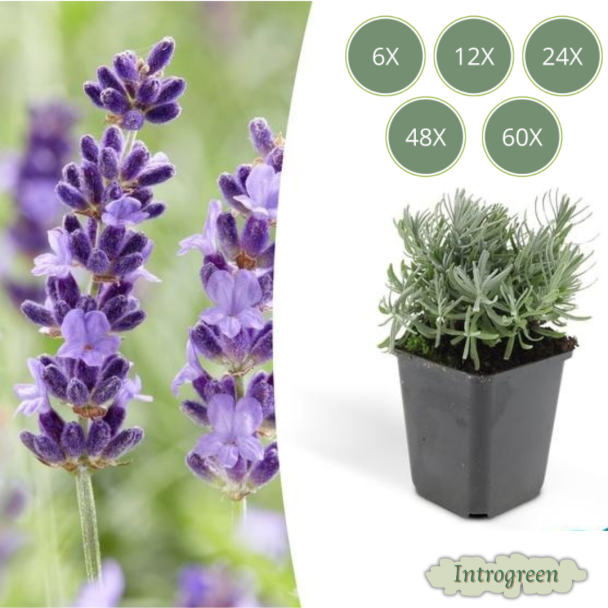 Lavendel Hidcote - Lavandula angustifolia ‘Hidcote’ ↕10-25cm - Ø9cm - 6 t/m 60 Stuks