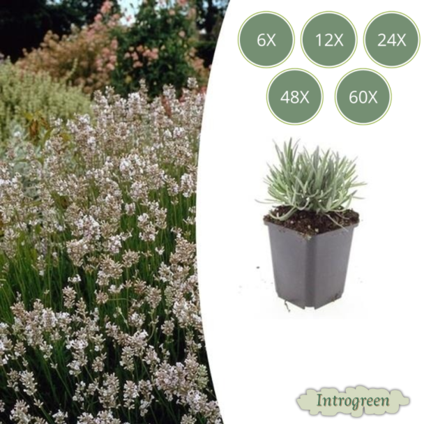 Lavendel Edelweiss - Lavandula intermedia ‘Edelweiss’ ↕10-25cm - Ø9cm - 6 t/m 60 stuks