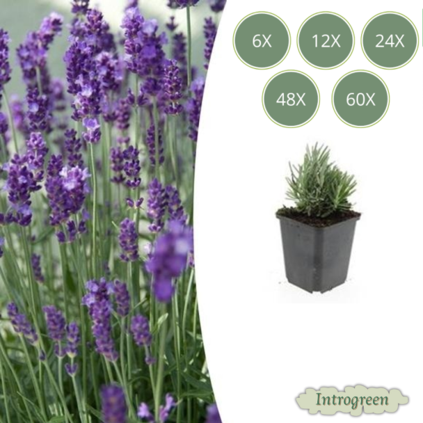 Lavandula angustifolia ‘Dwarf Blue’ – Echte Dwerglavendel | 6 t/ 60 stuks | Compacte, geurige lavendelplant voor border, pot en haag