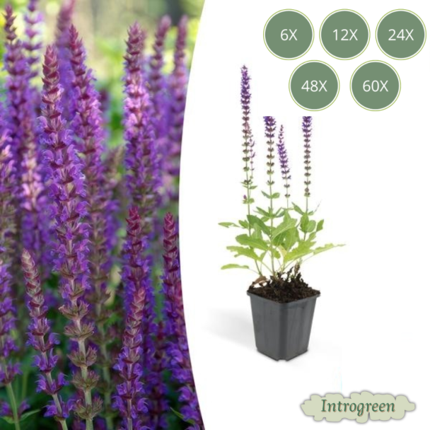 Salvia nemorosa ‘Ostfriesland’ – Sterke en langbloeiende vaste plant met paarse bloemaren - 6 tot 60 stuks