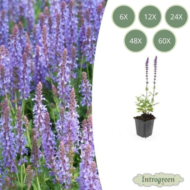 Salvia nemorosa 'Caradonna' – Dieppaarse, winterharde vaste plant (10-25 cm) - 6 t/m 60 stuks