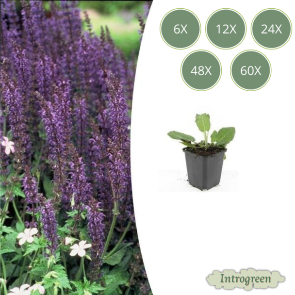 Salvia nemorosa 'Mainacht' – Bossalie met Blauwpaarse Bloei | 6–60 Planten