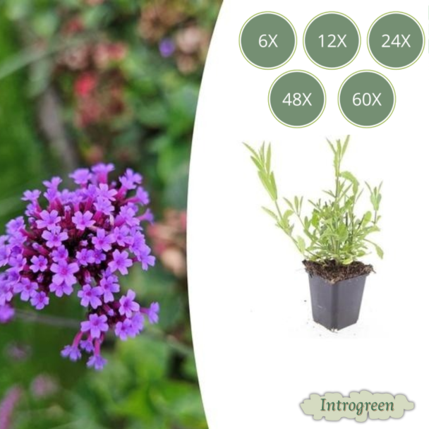 Verbena bonariensis – Luchtige paarse tuinplant – Stijf IJzerhard (6-60 stuks)