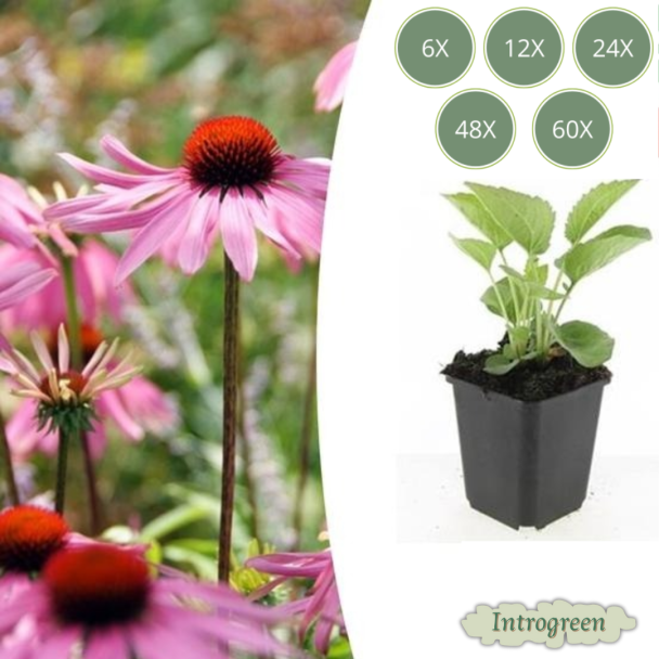Echinacea purpurea 'Magnus' – Rode Zonnehoed met Felroze Bloemen – Ideaal voor Borders en Wilde Tuinen - 6 t/m 60 stuks