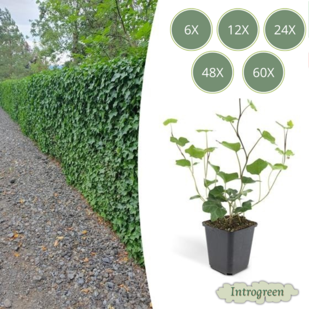 Hedera hibernica – Ierse klimop | Sterke groenblijvende haagplant | 6 t/m 60 stuks