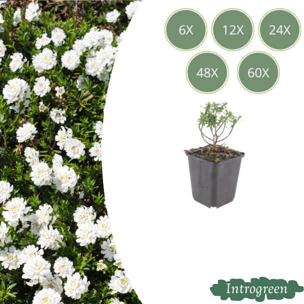 Scheefbloem