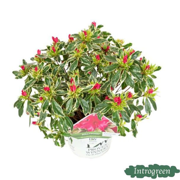 Dwergrhododendron