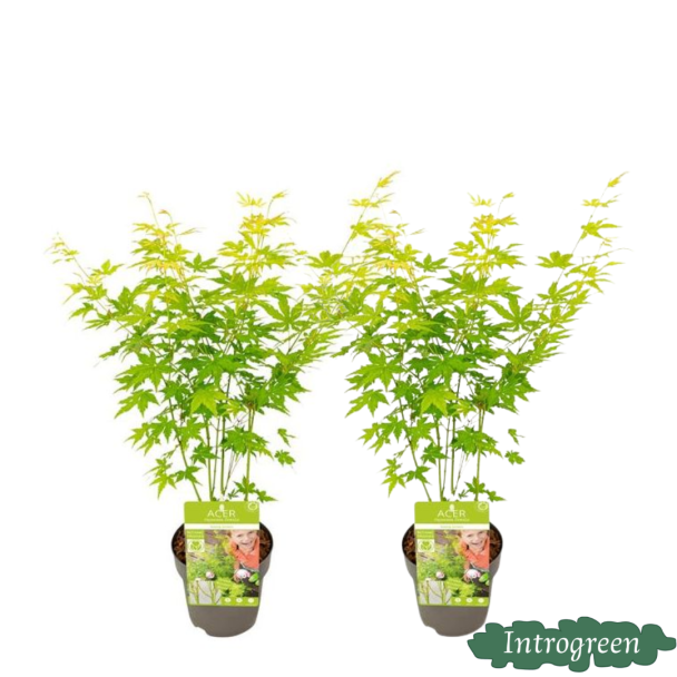 2 Stuks Japanse Esdoorn 