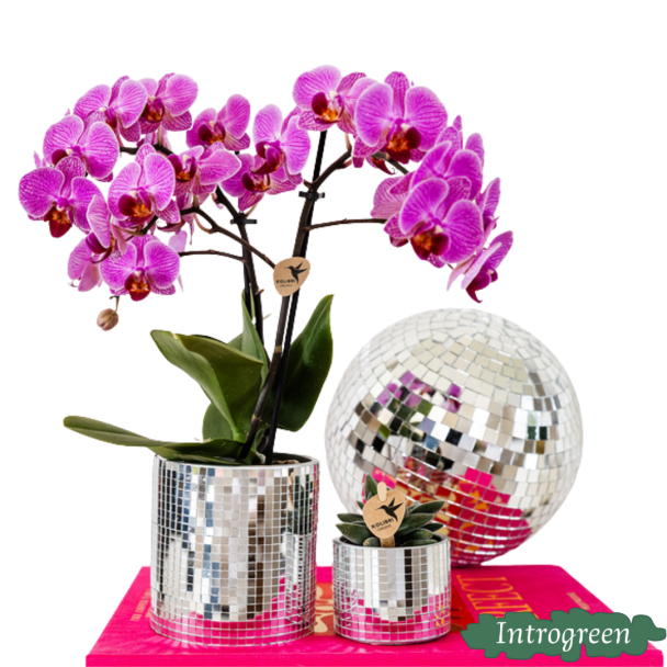 Set Disco; Vlinderorchidee Vienna + Groene plant in Disco sierpot