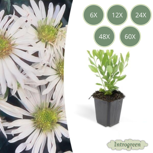 Aster ageratoides 'Ashvi' – Witte tuinplanten in Ø9 cm pot (6, 12, 20, 40 of 60 stuks)