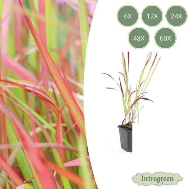 6 tot 60 stuks Japans Bloedgras, Siergras, Imperata cylindrica  Red Baron  - ↕10-25cm - Ø9cm