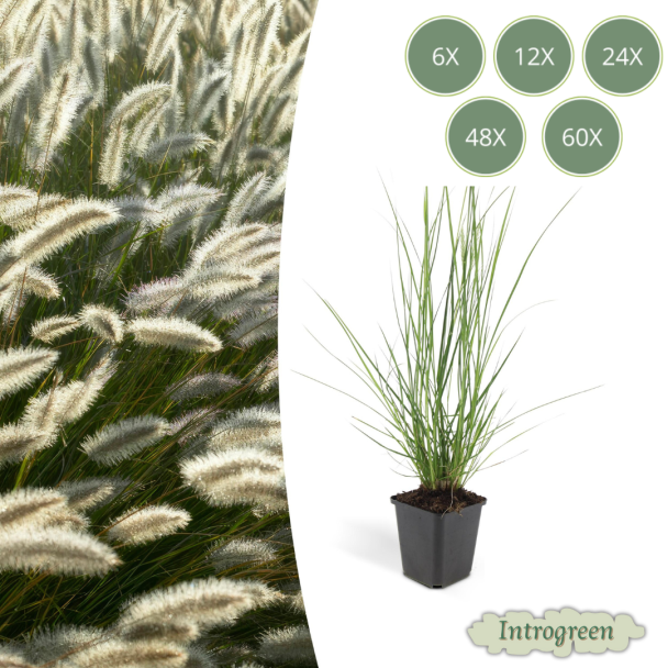6 - 60 Stuks Siergras, Lampenpoetsergras 'Hameln', Pennisetum alopecuroides  Hameln  - ↕10-25cm - Ø9cm