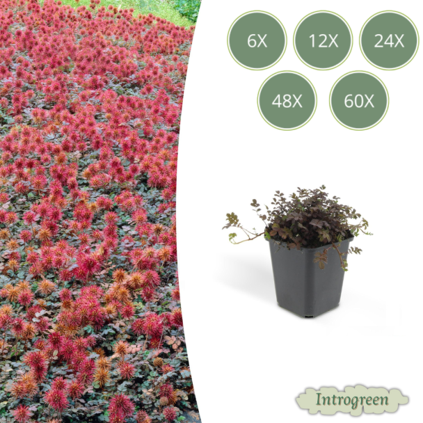 6 tot 60 Stuks Stekelnoot, Laagblijvende Bodembedekker, Bronskleurig Blad, Koperkleurige Stekelnootjes,  Acaena microphylla  Kupferteppich  - ↕10-25cm - Ø9cm