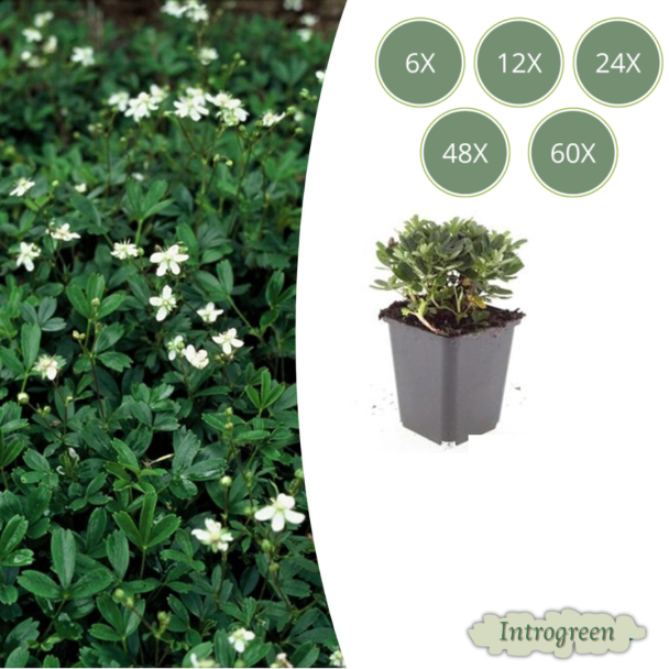 6 tot 60 stuks Ganzerik - Potentilla tridentata 'Nuuk' - ca. 10 cm hoog - Groenblijvend