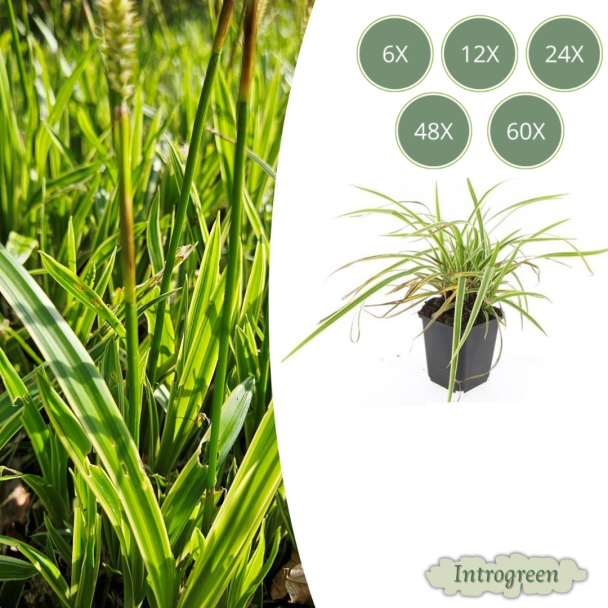 6 tot 60 stuks Geel Gestreepte Japanse Zegge, Wintergroene Siergrasplant, Carex morrowii  Aureovariegata   - ↕10-25cm - Ø9cm