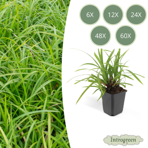 6 tot 60x Japanse zegge 'Irish Green'  Carex morrowii, onderhoudsvriendelijke buitenplant