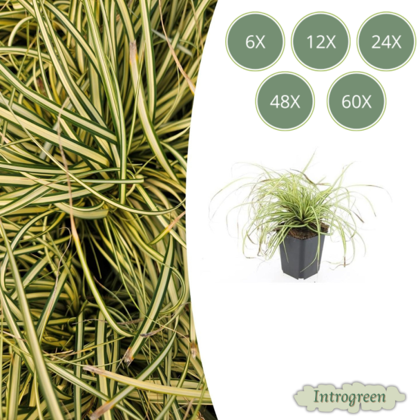 6 tot 60 Stuks Japanse Zegge / SchaduwZegge Evergold, Groen met GoudGele Middenstreep, Carex oshimensis Evergold   - ↕10-25cm - Ø9cm