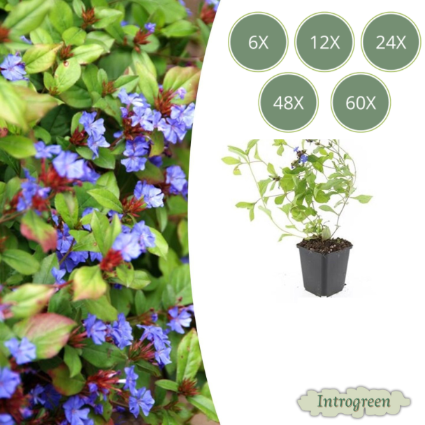 6 tot 60 Stuks Loodkruid / Ceratostigma plumbaginoides, Blauw/Paarse Bloemen, rood tot bronskleurig Blad in de Herfst - ↕10-25cm - Ø9cm