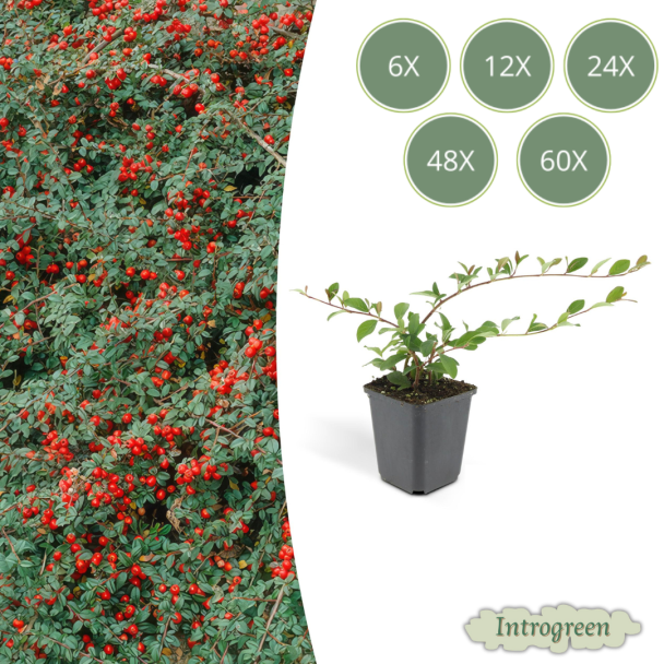 6 tot 60 Stuks Dwergmipel / Cotoneaster dammeri , Veelzijdige Bodembedekker, Witte Bloementjes, Rode Besjes in het Najaar - ↕10-25cm - Ø9cm