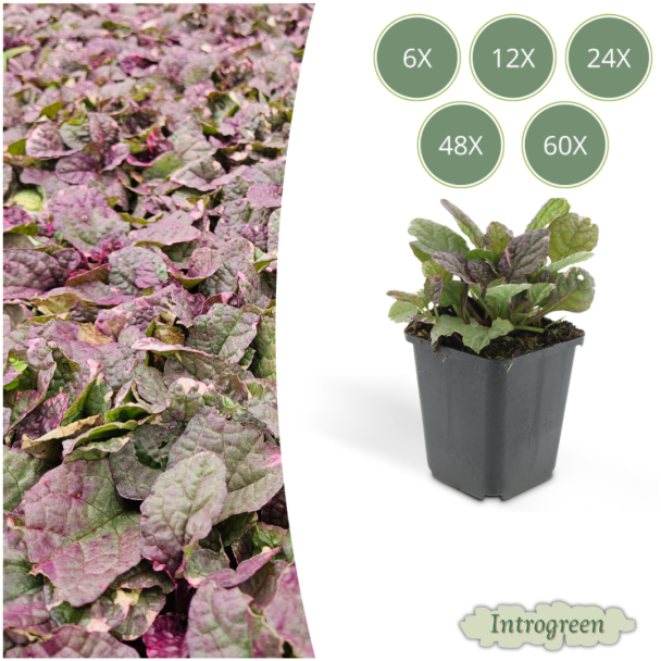 6 tot 60 x kruipend zenegroen Burgundy Glow - Ajuga reptans - ↕10-25cm - Ø9cm - ideale bodembedekker