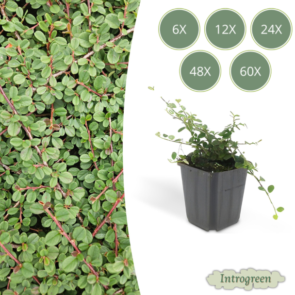 6 tot 60 Stuk Dwergmispels /  Cotoneaster prostratus Queen of Carpets, Veelzijdige Bodembedekker, Witte Bloementjes, Oranje/Rode Besjes in het Najaar  - ↕10-25cm - Ø9cm