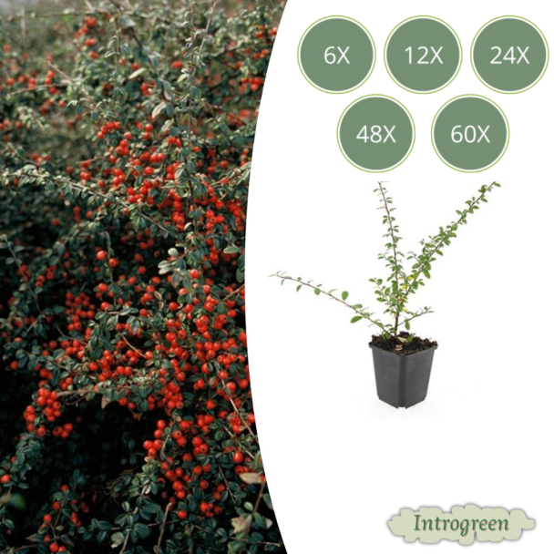6 tot 60 Stuk Dwergmispels / Cotoneaster suecicus 'Coral Beauty', Witte Bloementjes, Oranje/Rode Besjes in het Najaar   - ↕10-25cm - Ø9cm