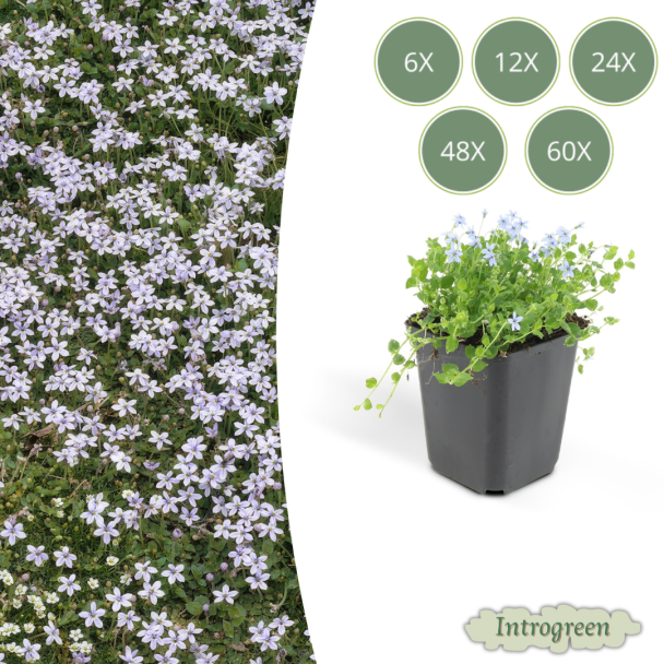 6 - 60 x Blue Star Creeper, Blauwe grondkruiper, Moeras isotoom (Isotoma fluviatilis), lage buitenplant