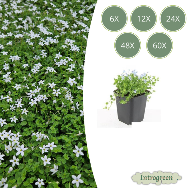 6 tot 60 Stuks Witte Sterrenkruid, Bodembedekker, Isotoma Fluviatilis  Alba - ↕10-25cm - Ø9cm