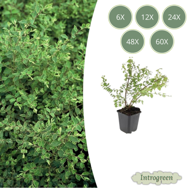 6 tot 60 Stuks, De Sneeuwbes, Sierstruik, witte Bessen, Symphoricarpos ch.  Hancock  - ↕10-25cm - Ø9cm