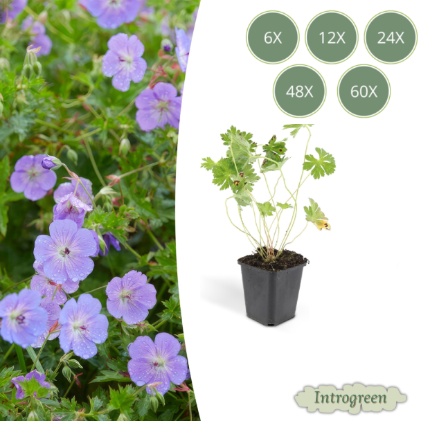 6 tot 60 Stuks Ooievaarsbek / Geranium Rozanne, Lilakleurige Bloemen van mei tot ver in het najaar!  - ↕10-25cm - Ø9cm
