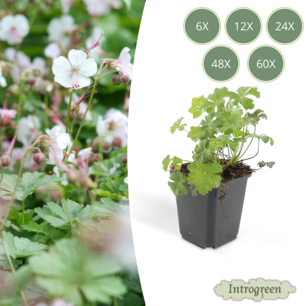 6 - 60 stuks Geranium cantabrigiense 'Biokovo' - ca ↕10- Ø9cm  laagblijvende kruipende bodembedekker