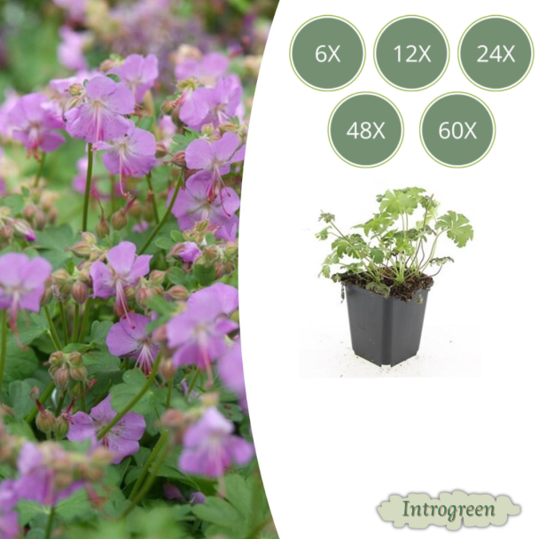 6x Geranium cantabrigiense Cambridge  Ooievaarsbek, Tuinplanten met Prachtige Rose Bloemen, Winterharde planten ↕10-25cm - Ø9cm