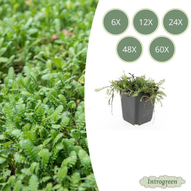 6 - 60 stuks Koperknoopje  of Leptinella squalida - Groenblijvende en laagblijvende tuinplanten