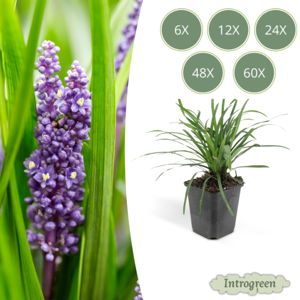 6 tot 60 Stuks Leliegras Moneymaker - Liriope muscari  - ↕10-25cm - Ø9cm - opvallende paarse bloemen