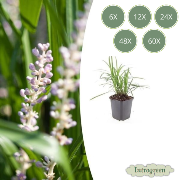 6 tot 60 stuks Liriope muscari 'Monroe White' - leliegras - bloeiend siergras - ↕10-25cm