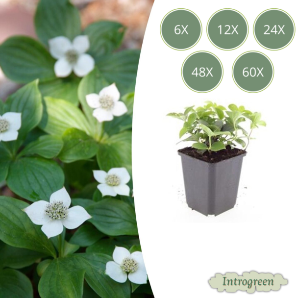 6 tot 60x Canadese kornoelje Cornus canadensis - ↕10-25cm - Ø9cm prachtige bodembedekker