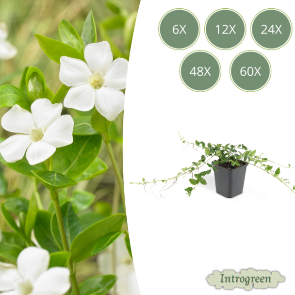 60 Stuks Maagdenpalm / Vinca minor Alba, Stervormige Witte Bloemen, Wintergroen,   - ↕10-25cm - Ø9cm
