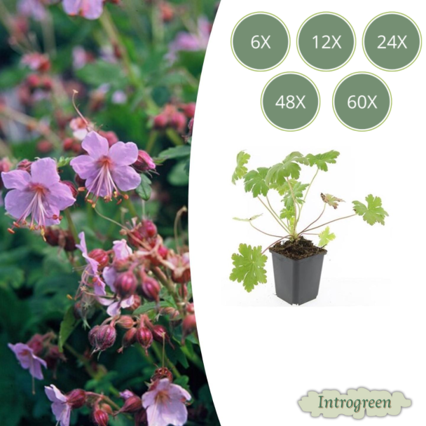 6 Stuks Ooievaarsbek / Geranium  macrorrhizum Ingwersen Variety,  licht Rose Bloemen, Winterhard - ↕10-25cm - Ø9cm