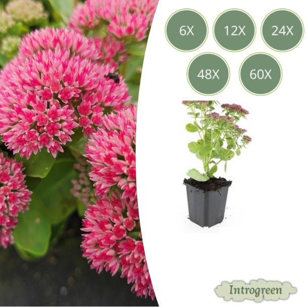 6 tot 60 stuks Sedum Herbstfreude / hemelsleutel - Roze bloei - Winterharde Vetplant - Herfstbloeiend