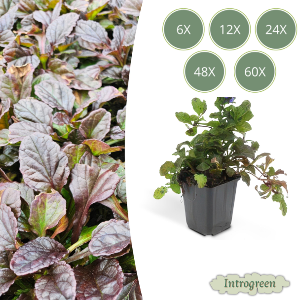 6 tot 60 x kruipend zenegroen - Ajuga reptans - ↕10-25cm - Ø9cm - ideale bodembedekker