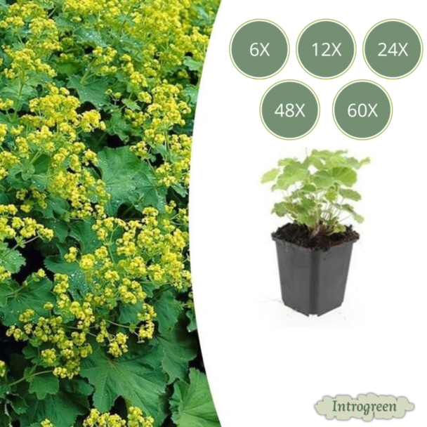 6 - 60 st Vrouwenmantel, Geelgroene Bloemen, Bodembedekker, Alchemilla mollis - ↕10-25cm - Ø9cm