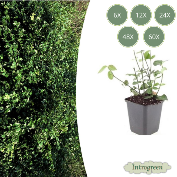 6  tot 60 stuks Kardinaalmuts / Euonymus fortunei 'Coloratus' - ↕10-25cm - Ø9cm