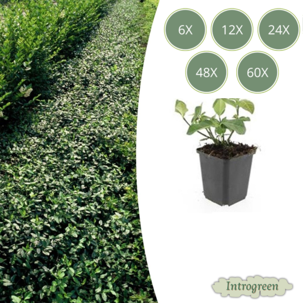 6 tot 60 stuks Kardinaalsmuts / Euonymus fortunei`Dart`s Blanket`, Sterke Winterharde Bodembedekker - ↕10-25cm - Ø9cm