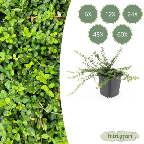 6  tot 60 Stuks Kardinaalmuts  'Minimus' / Euonymus fortunei, Sterke Wintergroene Bodembedekker  - ↕10-25cm - Ø9cm