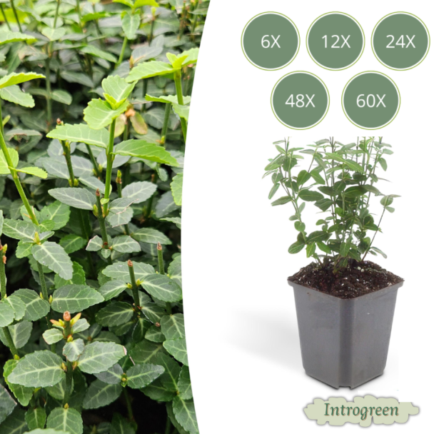 60 Stuks Kardinaalsmuts / Euonymus fortunei radicans, Klimplant, Bodembedekker, Groenblijvende Zeer Winterhard, ca ↕25cm - Ø9cm