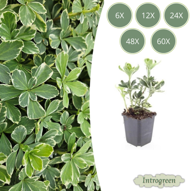 6 tot 60 stuks Dikkemanskruid  / Pachysandra terminalis 'Variegata' - Bodembedekkers schaduw -  ↕10-25cm | winterhard